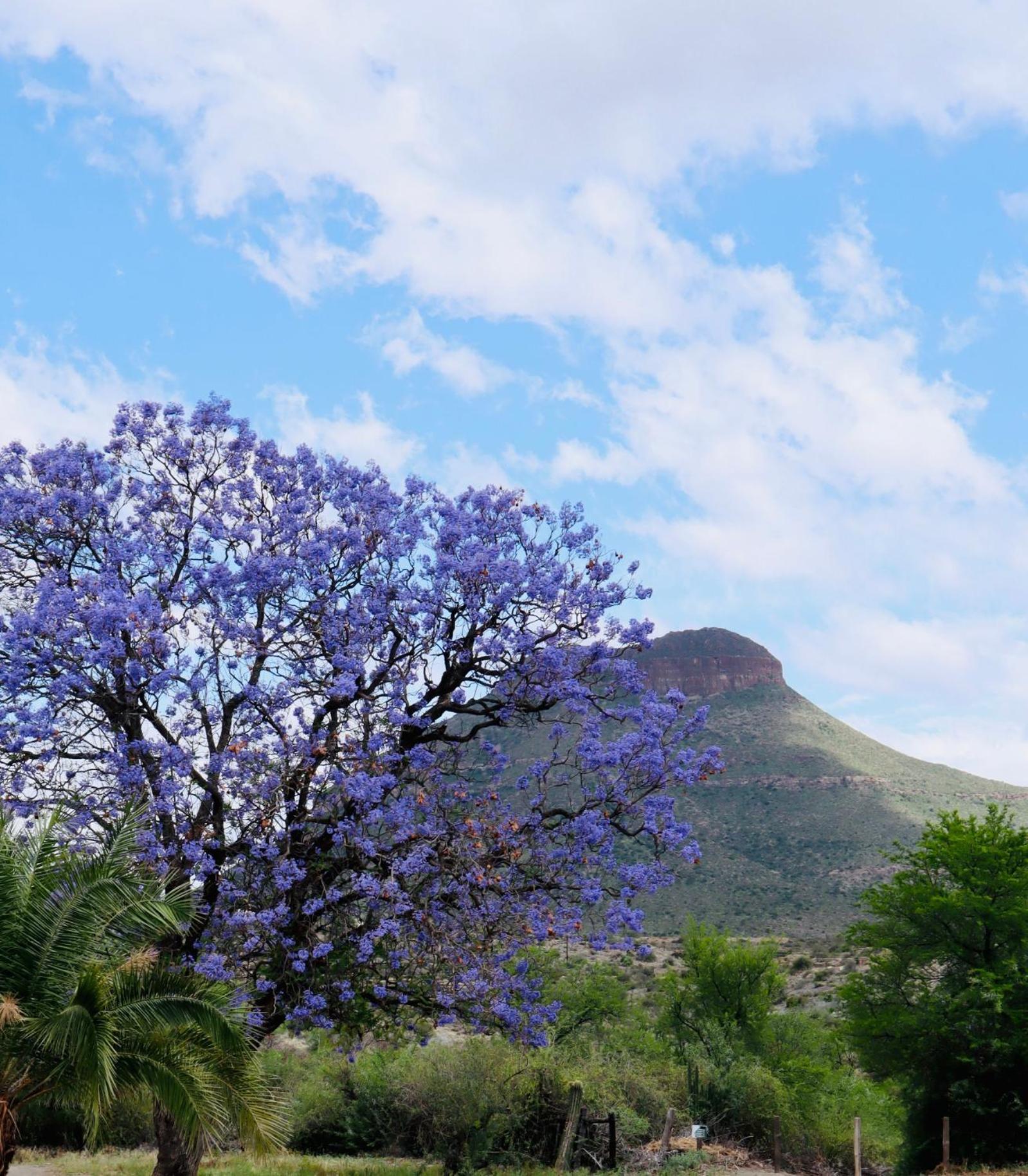 River Bend Guesthouses Graaff-Reinet エクステリア 写真